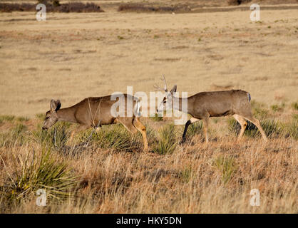 Mule deer doe and buck walking in tall grass Stock Photo