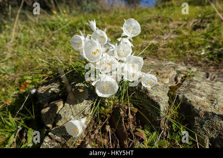 Narcissus cantabricus,White Hooped-Petticoat, flowering in winter in Andalusia, Spain Stock Photo