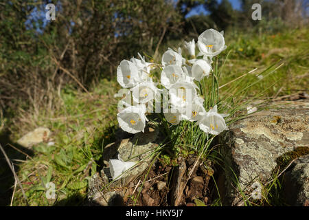 Narcissus cantabricus,White Hooped-Petticoat, flowering in winter in Andalusia, Spain Stock Photo