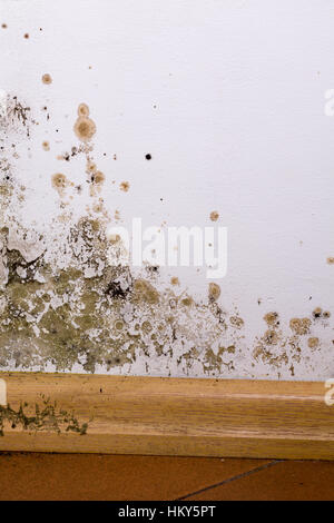 Mold and moisture buildup on corner wall of a house. Stock Photo