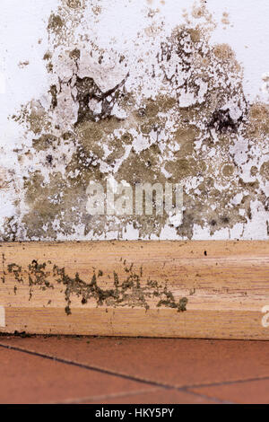 Mold and moisture buildup on corner wall of a house. Stock Photo