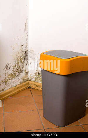 Mold and fungus behind rubbish bin on wall. Stock Photo