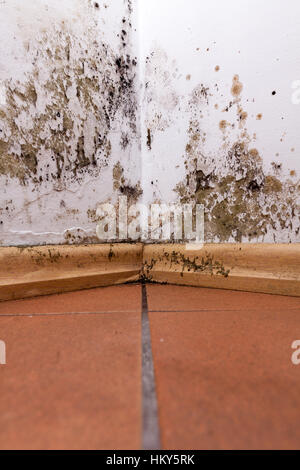 Mold and moisture buildup on corner wall of a house. Stock Photo