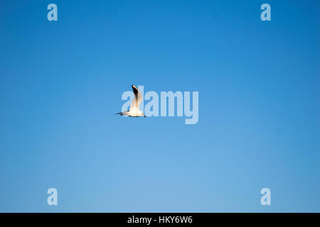 Single gull on the sky Stock Photo