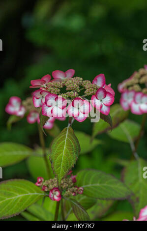 Hydrangea serrata 'Kiyosumi' Stock Photo