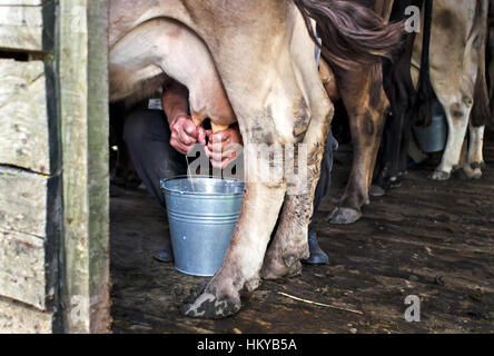 Milking of a cow by hand. Cows standing in the corral. Authentic mountain barn cowshed with milking cows used by shepherds during the summer season Stock Photo