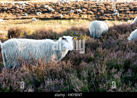 HALTERN, GERMANY - OCTOBER 31, 2016: Westruper Heide - scenic autumn landscape with blue sky, heather, green trees, and white sheep Stock Photo