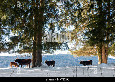 Heck cattle (Bos domesticus) herd with calf in the snow in winter. Attempt to breed back the extinct aurochs (Bos primigenius) Stock Photo