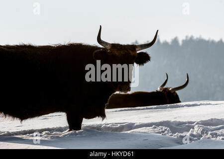Heck cattle (Bos domesticus) bull in the snow in winter. Attempt to breed back the extinct aurochs (Bos primigenius)