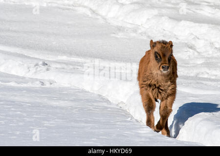 Heck cattle (Bos domesticus) calf running through the snow in winter. Attempt to breed back the extinct aurochs (Bos primigenius) Stock Photo