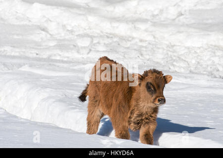 Heck cattle (Bos domesticus) calf walking in the snow in winter. Attempt to breed back the extinct aurochs (Bos primigenius) Stock Photo
