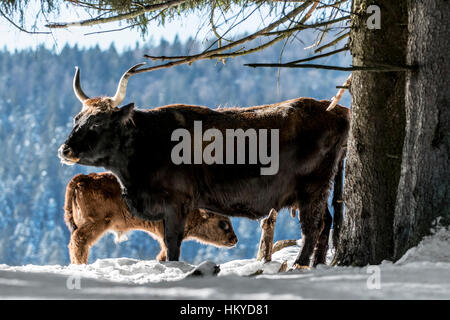 Heck cattle (Bos domesticus) cow with calf in the snow in winter. Attempt to breed back the extinct aurochs (Bos primigenius) Stock Photo
