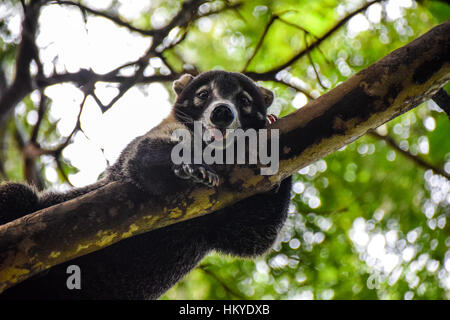 Wild coati (coatimundi) stretching out on a tree in Guanacaste, Costa Rica Stock Photo