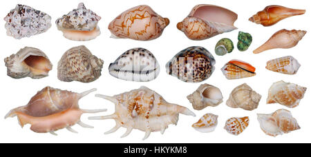 Sinks of tropical sea mollusks. Top view and bottom view of each cockleshell. Big isolated set. Stock Photo