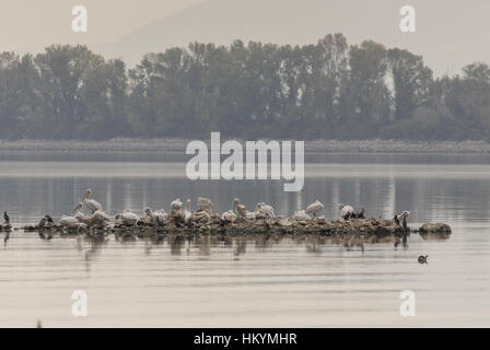 Dalmatian Pelicans and Cormorants on nesting island, Lake Kerkini, Greece, Stock Photo