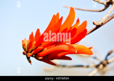 in south africa close up of erythrina lysistemon flower plant and clear sky Stock Photo