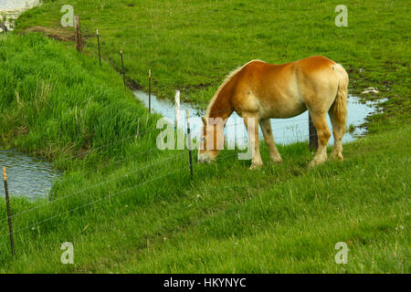 A beautiful but ageing chestnut brown mare grazing in a meadow on an Amish farm in Wisconsin USA Stock Photo