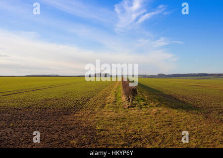 Seedling cereal fields with a hedgerow on a hilltop in a Yorkshire wolds landscape under a blue cloudy sky in winter. Stock Photo