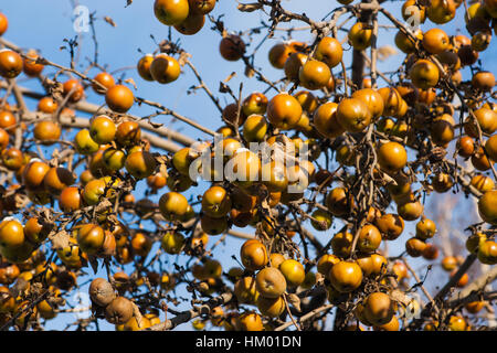Golden apples. Snow covered and frost-bitten apples on an apple tree branches against the background of clear blue sky. Winter scene. Stock Photo
