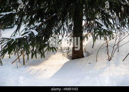 Young spruce tree in a deep snow in a winter forest. The light of early winter sunset and long shadows on a snow. Winter and Christmas scene. Stock Photo