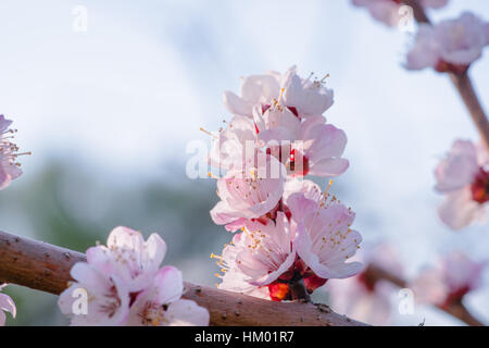 Cluster of Japanese apricot Prunus mume flowers against the background of pale sky and pink flowers. The joy and beauty of spring season. Stock Photo