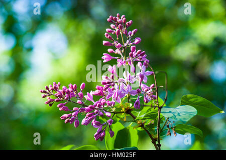Fresh pink and purple lilac flowers against vibrant green background in the light of the setting sun. Spring in the garden. Stock Photo