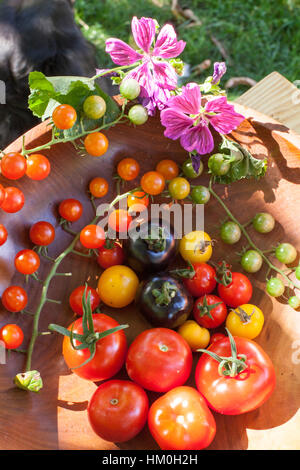 Variety of heirloom tomatoes in a rustic bowl and on a light wood surface Stock Photo