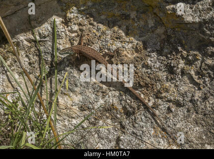 A Dalmatian algyroides, Algyroides nigropunctatus basking on rock in autumn, Vikos Gorge, Greece. Stock Photo