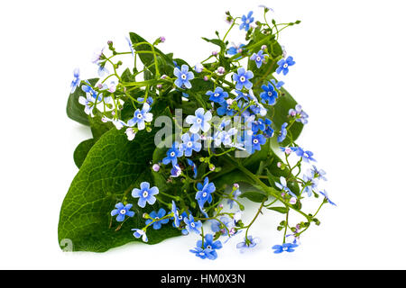 Brunner macrophylla for garden design Stock Photo