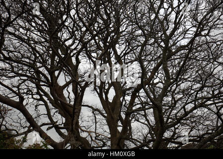 Abstract black and white colour silhouettes of tree branches against sky Stock Photo