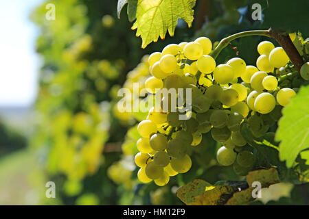 fresh bunch of white grapes on the field Stock Photo