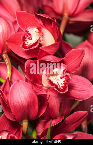 Red Cymbidium orchids in bloom Stock Photo