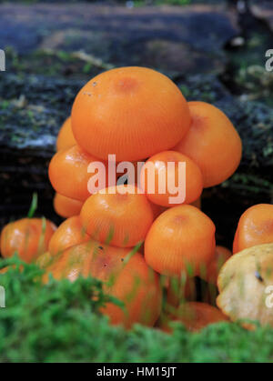 Orange Mycena (Mycena leaiana) growing on a log Stock Photo