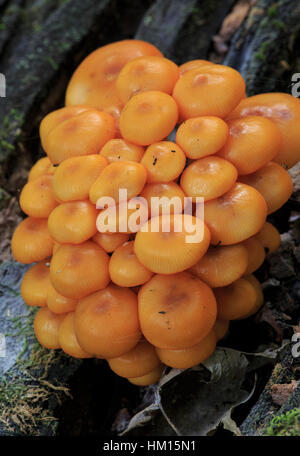 Orange Mycena (Mycena leaiana) growing on a log Stock Photo