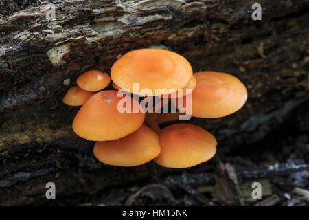 Orange Mycena (Mycena leaiana) growing on an old log. Stock Photo