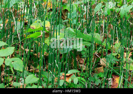 Old horsetail (Equisetum sp.) growing along river bank. Stock Photo