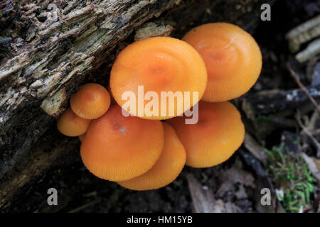 Orange Mycena (Mycena leaiana) growing on a log Stock Photo