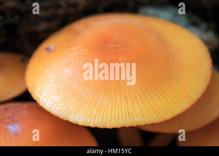 Orange Mycena (Mycena leaiana) growing on a log Stock Photo