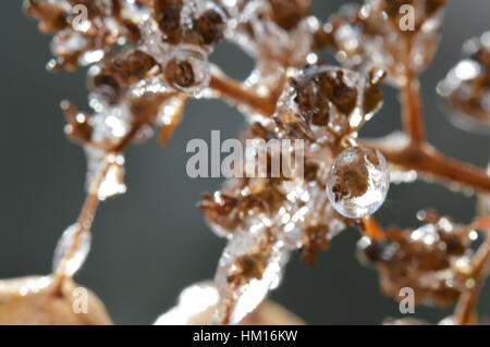 Water and ice on dry branches and flowers Stock Photo