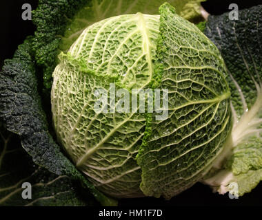Berlin, Germany. 26th Jan, 2017. A Savoy cabbage is washed in water in Berlin, Germany, 26 January 2017. Photo: Jens Kalaene/dpa-Zentralbild/ZB/dpa/Alamy Live News Stock Photo