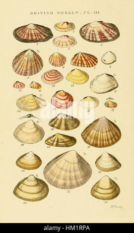 Illustrated Index of British Shells Plate 03 Stock Photo