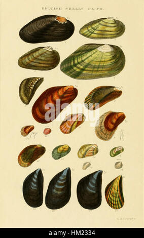 Illustrated Index of British Shells Plate 07 Stock Photo