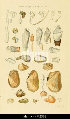 Illustrated Index of British Shells Plate 01 Stock Photo