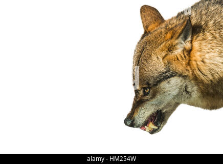 Aggressive wolf stuffed on white background Stock Photo