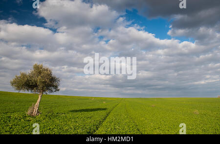 lonely olive tree on a wheat field with green plants and with moving clouds. Long Exposure photo. Stock Photo