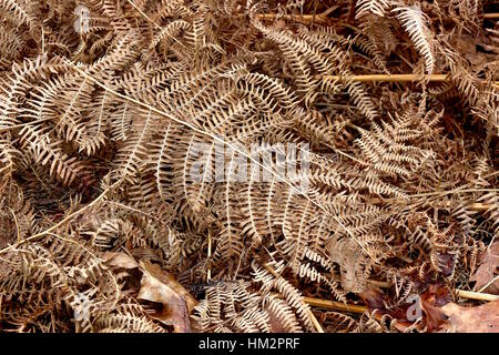 Brown leaves scattered on the floor in Bushy Park, London. January 2017 Stock Photo