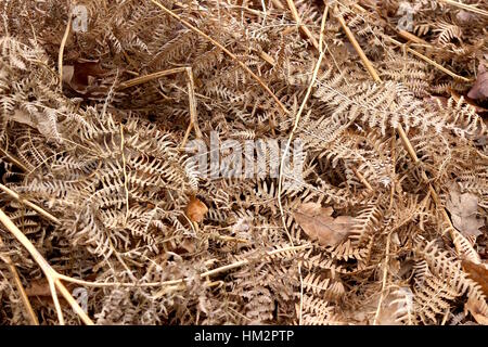 Brown leaves scattered on the floor in Bushy Park, London. January 2017 Stock Photo