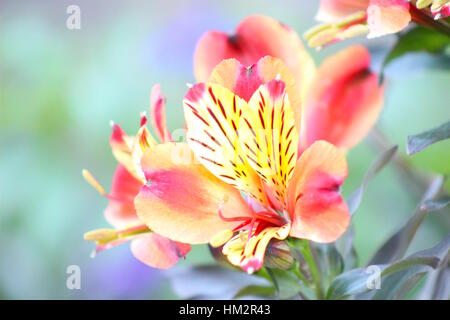 Yellow Pink Red Orange Peruvian Lilies in bloom. Stock Photo