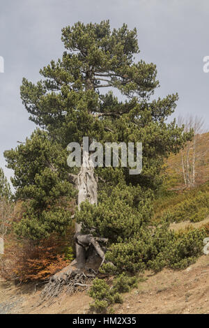 Old Black Pine, Pinus nigra ssp nigra, at 1600m in the northern Pindos mountains Stock Photo