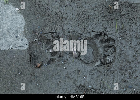 Footprints of Brown Bear in riverside mud, Aoos valley, north Greece. Stock Photo